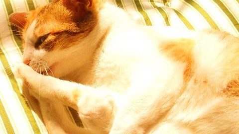 马鞍山老板们注意了！我那个“AI广告猫”代理经历，说出来全是泪（干货）
